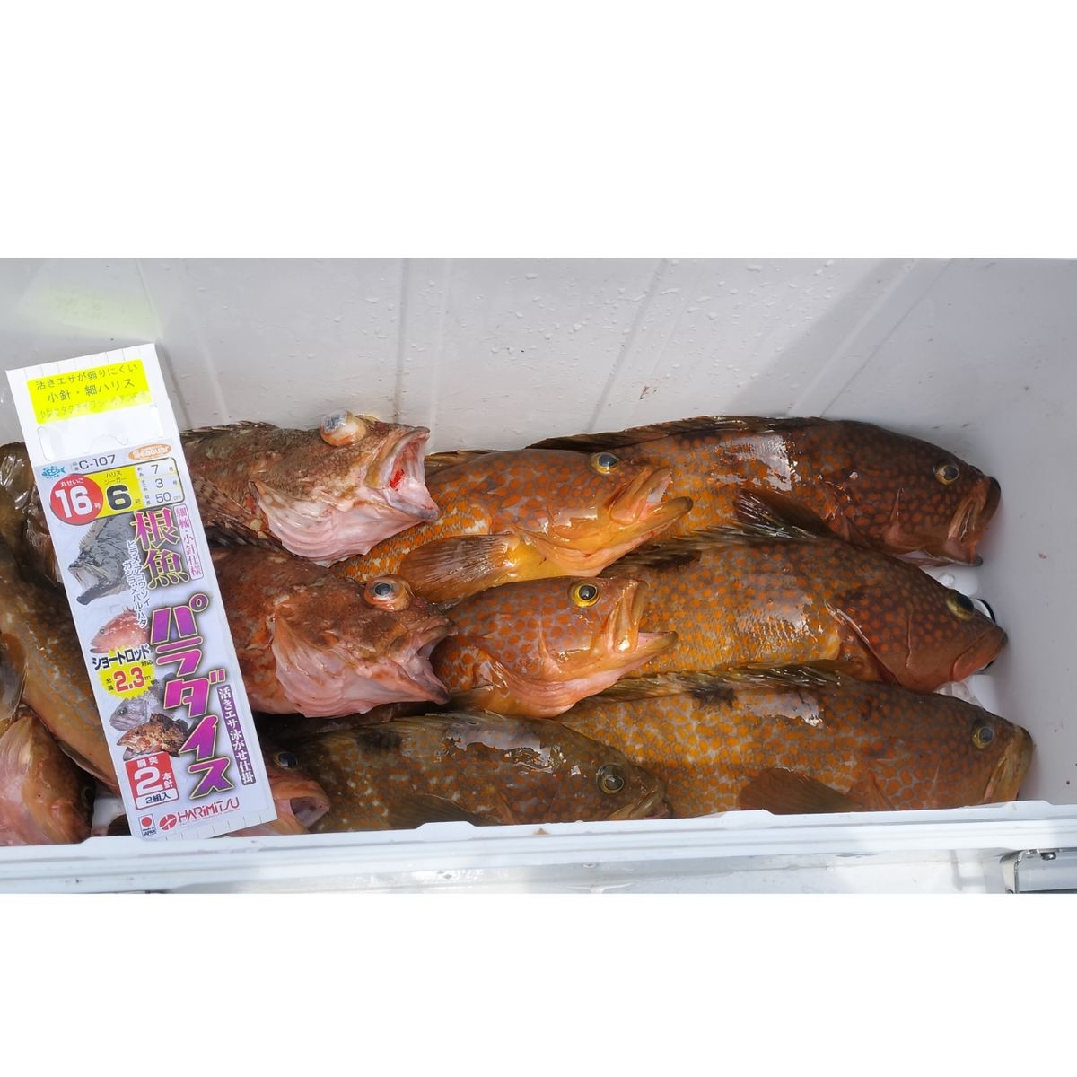 Kosuke Moriさんの釣果 1枚目の画像