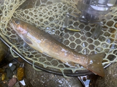 イワナの釣果