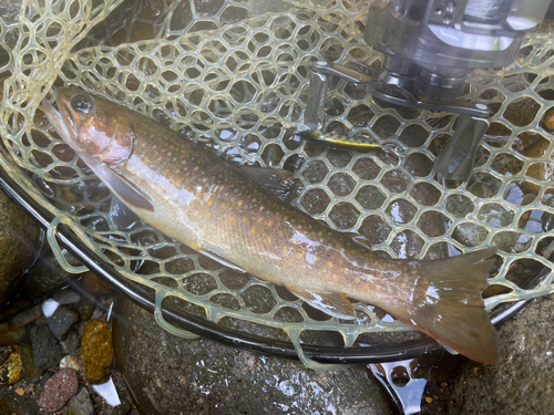 イワナの釣果