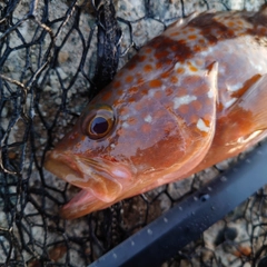 キジハタの釣果