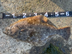 ヒラメの釣果