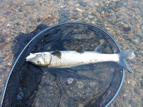 コウライニゴイの釣果