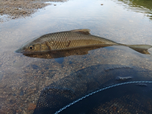 コウライニゴイの釣果