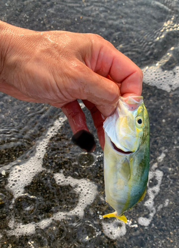 ワカシの釣果