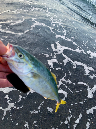 ワカシの釣果