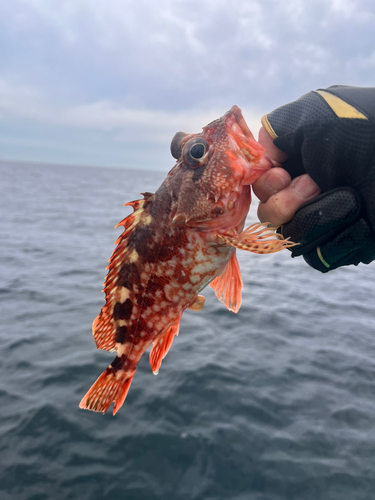 ウッカリカサゴの釣果