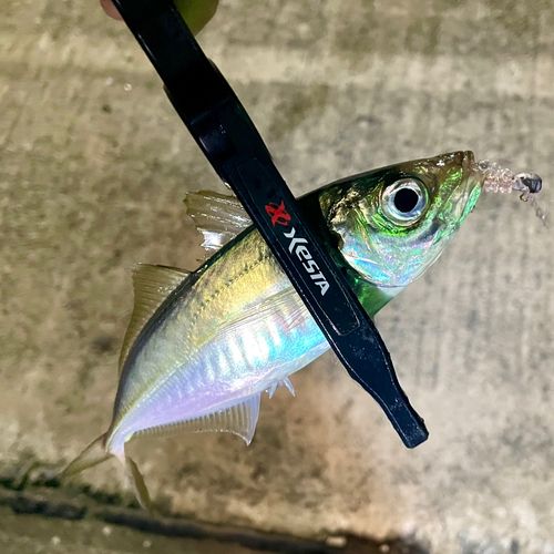 マアジの釣果