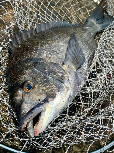 チヌの釣果