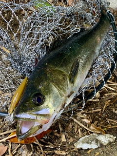 フッコ（マルスズキ）の釣果