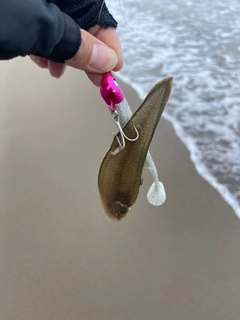 シタビラメの釣果