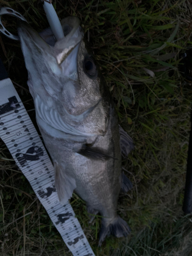 スズキの釣果