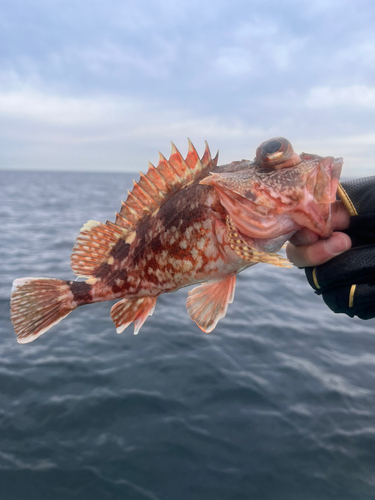 ウッカリカサゴの釣果