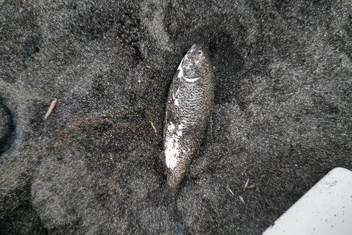 コノシロの釣果