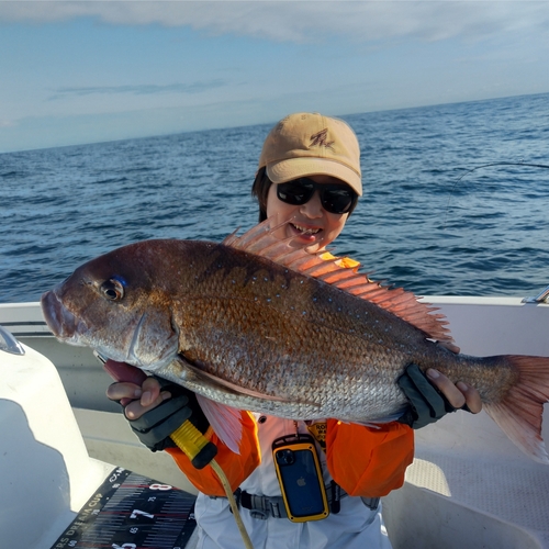 マダイの釣果