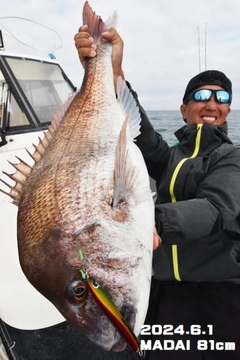 マダイの釣果