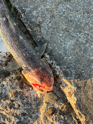 エソの釣果