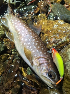 イワナの釣果