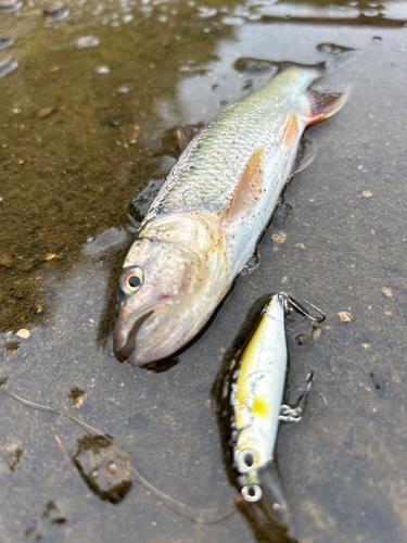 ハスの釣果