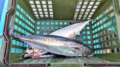 ソウダガツオの釣果