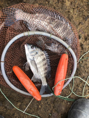 メイタの釣果