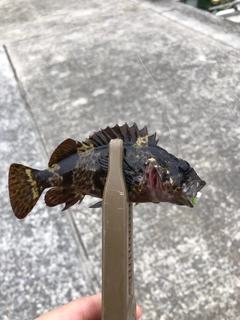 タケノコメバルの釣果