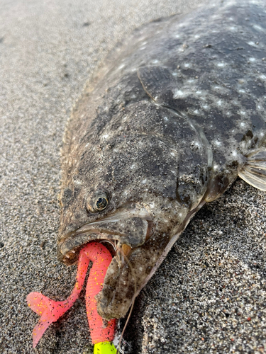 ヒラメの釣果