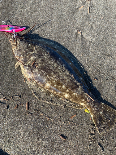 ヒラメの釣果