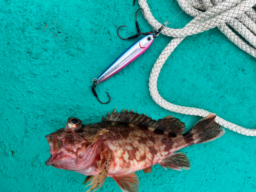 カサゴの釣果