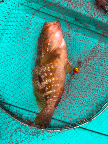 アコウの釣果