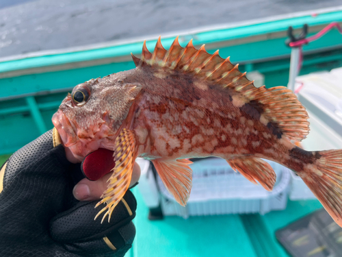 カサゴの釣果