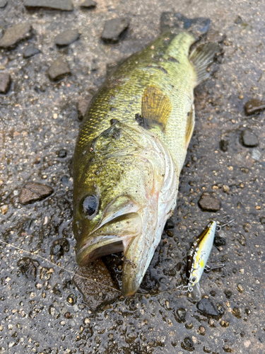 ブラックバスの釣果