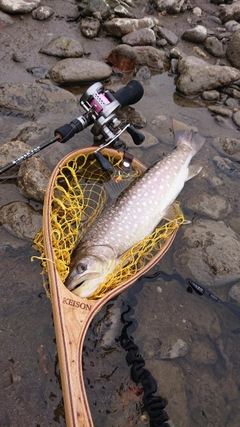 アメマスの釣果