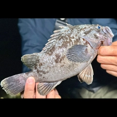 クロソイの釣果