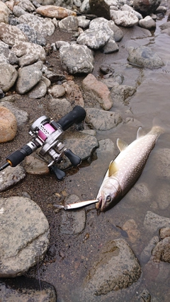 アメマスの釣果