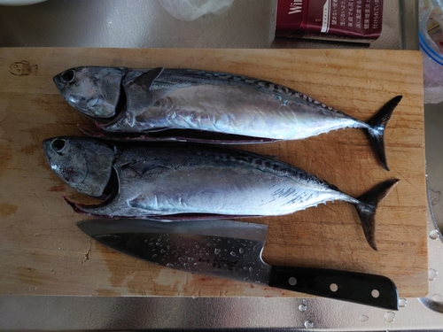 ソウダガツオの釣果