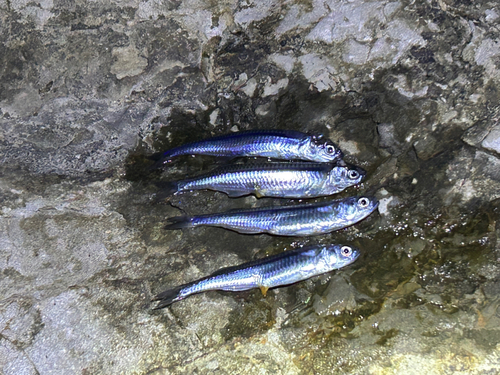 イワシの釣果