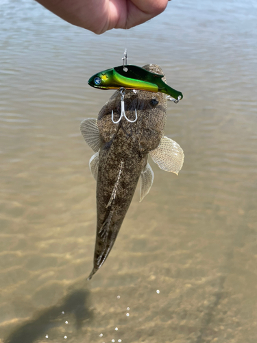 マゴチの釣果