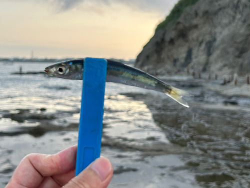 イワシの釣果