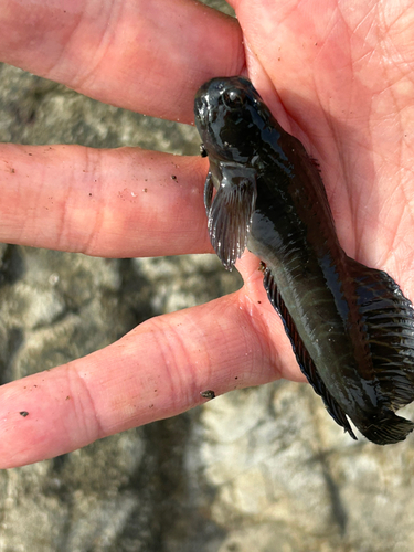 ドンコの釣果