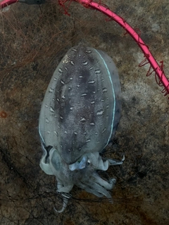 モンゴウイカの釣果