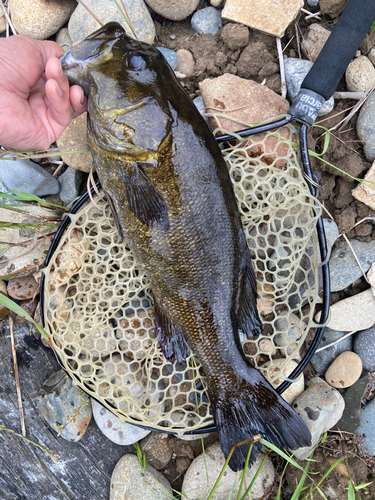 スモールマウスバスの釣果