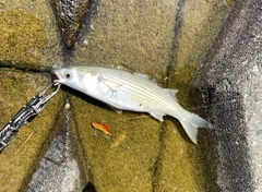 コノシロの釣果