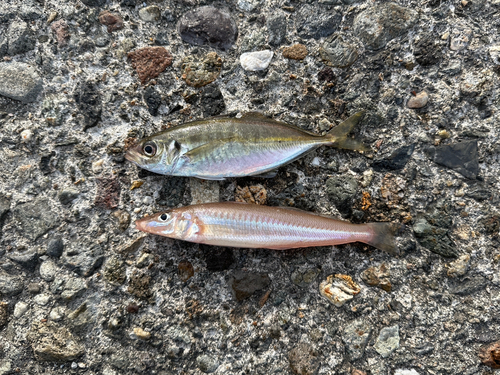 キスの釣果