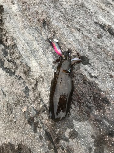 鹿児島湾南部