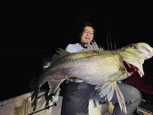 スズキの釣果