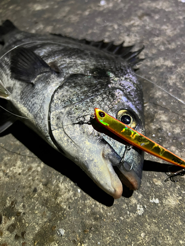 クロダイの釣果