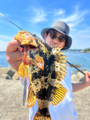 ベッコウゾイの釣果