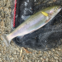 ニジマスの釣果