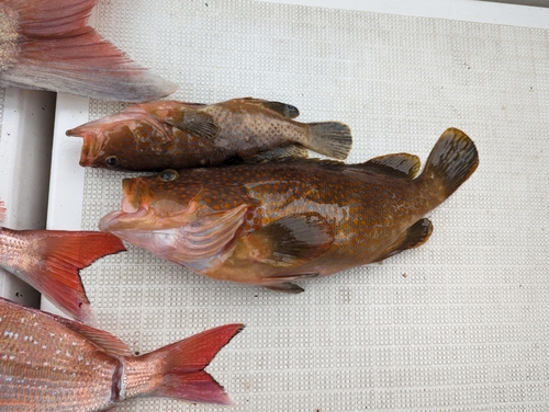 アコウの釣果