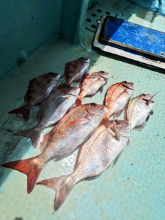 タイの釣果